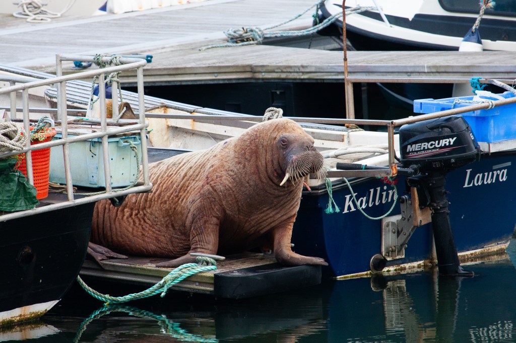 Image of a walrus on a pontoon in a harbour.