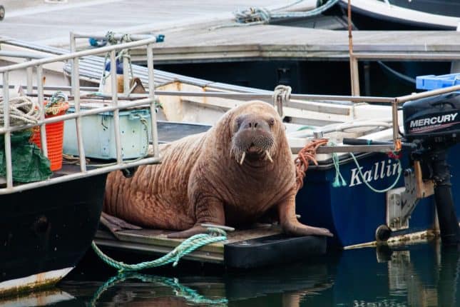 Magnus the Walrus