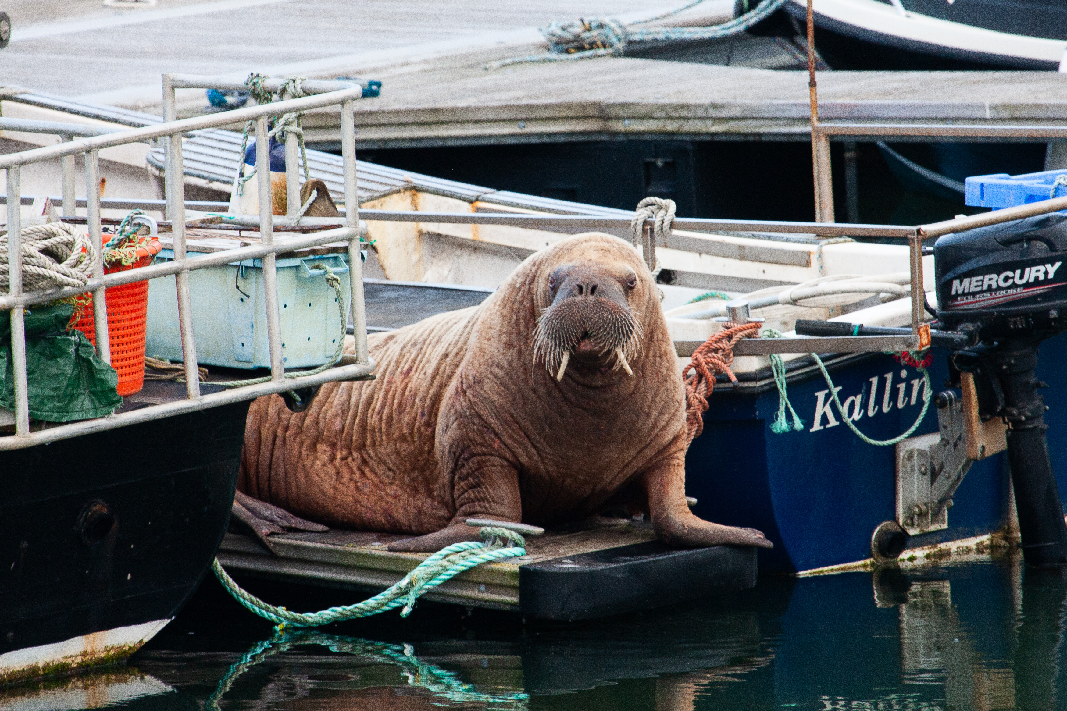 Magnus the Walrus