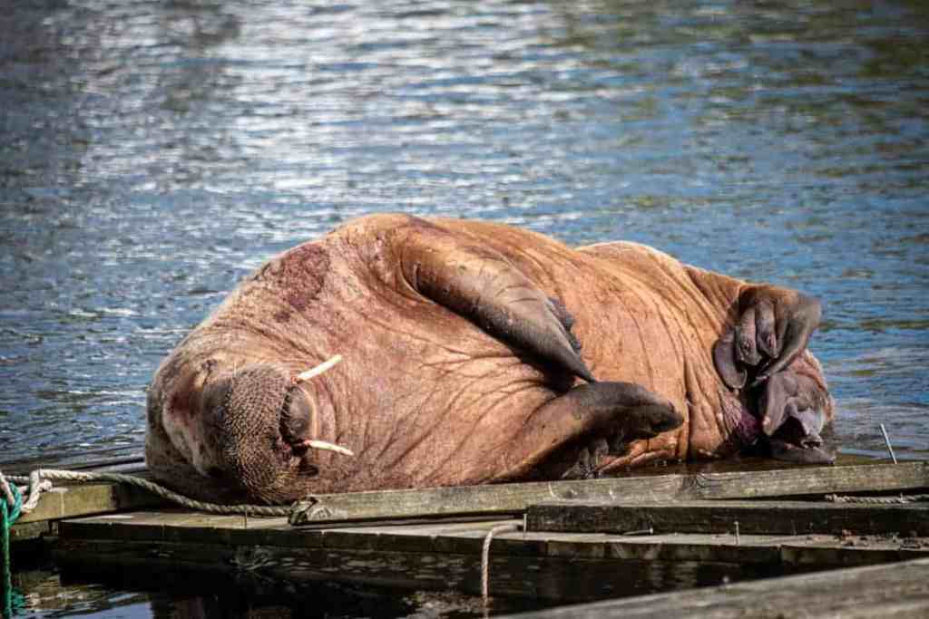 Hippo lying on a boat in water, relaxing in a natural waterside environment.
